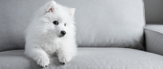 chien sur un canapé